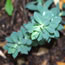 Euphorbia myrsinites